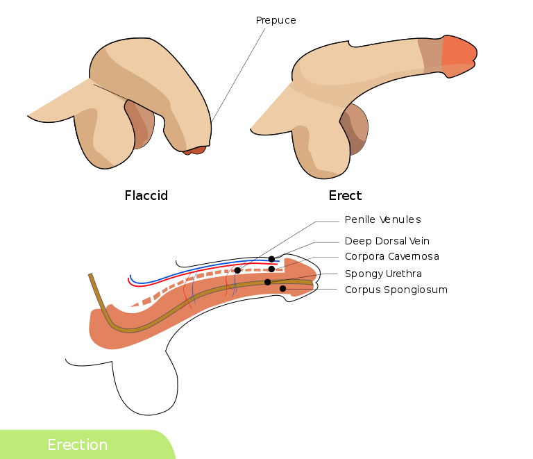 Průběh erekce